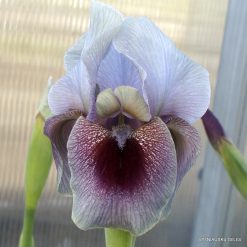 Iris 'Red Moon Rising'