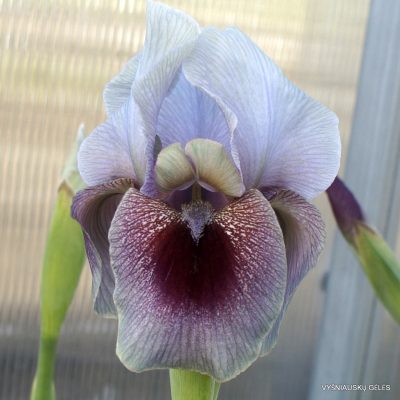 Iris 'Red Moon Rising'