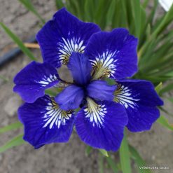 Iris 'Roku Oji'