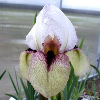 Iris 'Rose Colored Glasses'