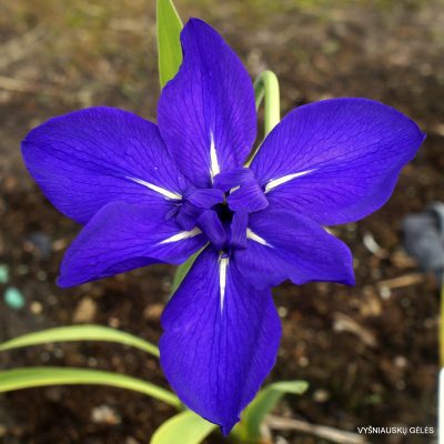 Iris 'Royal Cartwheel' (2)