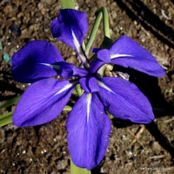 Iris 'Royal Cartwheel'