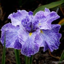 Iris 'Sanded Treasure'