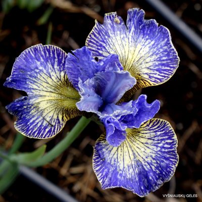Iris 'Sapphire Starburst'