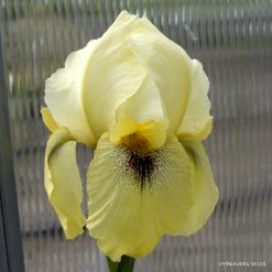 Iris 'Saracen Splendor'