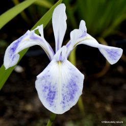 Iris 'Sasame Yuki'