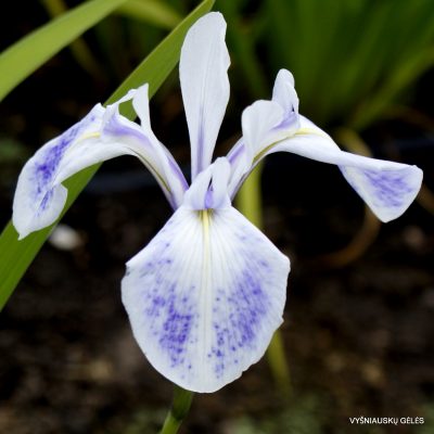 Iris 'Sasame Yuki'