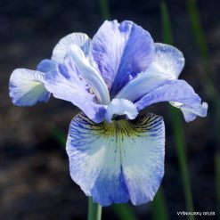 Iris 'Sibling Revelry'