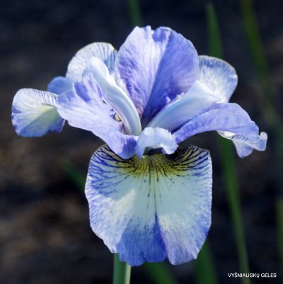 Iris ‘Sibling Revelry’