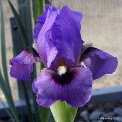 Iris 'Signal Butte'