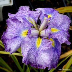 Iris 'Silesian Glance'