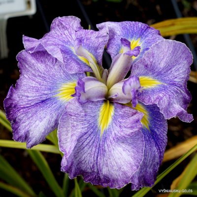 Iris 'Silesian Glance'