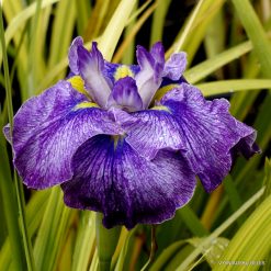 Iris 'Silesian Wine'