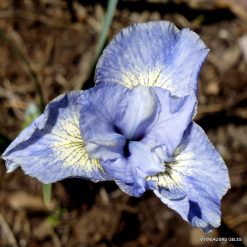 Iris 'Some Like It Blue'