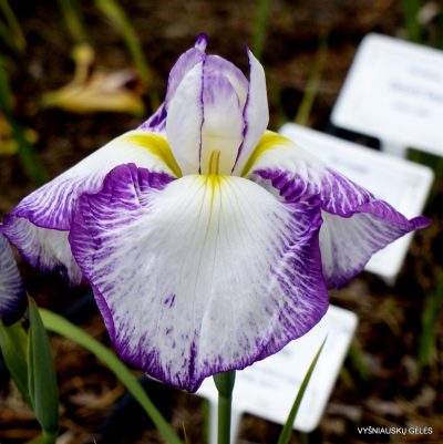 Iris ‘Tatsutagawa’