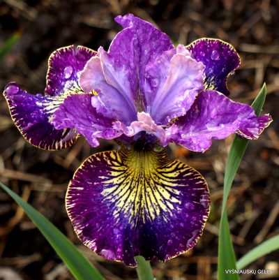 Iris 'Timeless Ruby' (2)