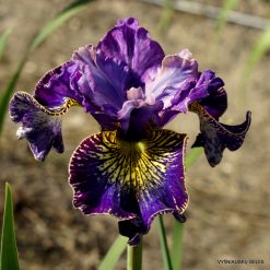 Iris 'Timeless Ruby'