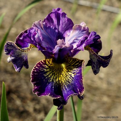 Iris ‘Timeless Ruby’