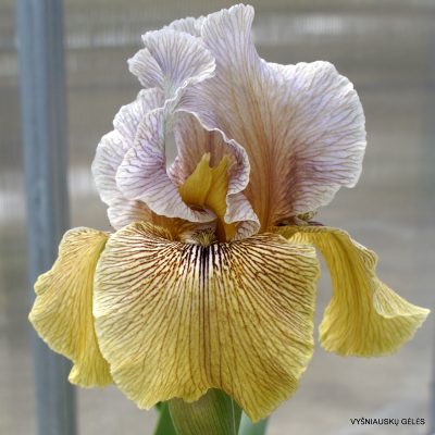 Iris ‘Tribute To Rex’ Iris ‘Tribute To Rex’