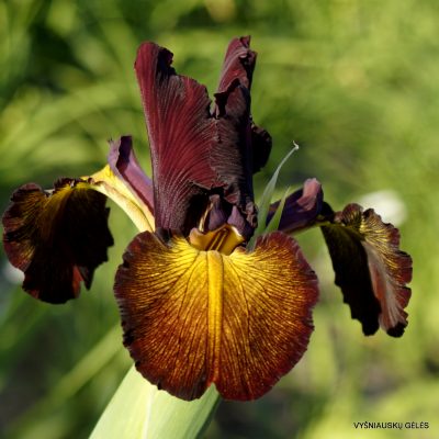 Iris ‘Univer’