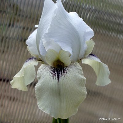 Iris 'Zerzura'