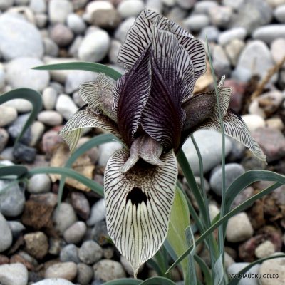 Iris acutiloba subs. lineolata (clone 3) (2)