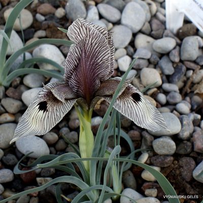Iris acutiloba subs. lineolata (clone 3)