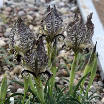 Iris acutiloba subsp. acutiloba (2)