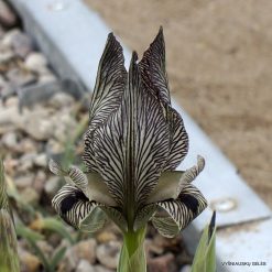 Iris acutiloba subsp. acutiloba
