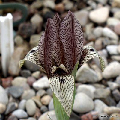 Iris acutiloba subsp. lineolata (clone 4; Iris ewbankiana) (2)