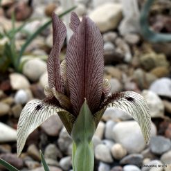 Iris acutiloba subsp. lineolata (clone 4; Iris ewbankiana)