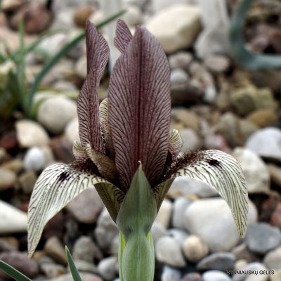 Iris acutiloba subsp. lineolata (clone 4; Iris ewbankiana)