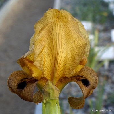 Iris auranitica (clone 2) (2)