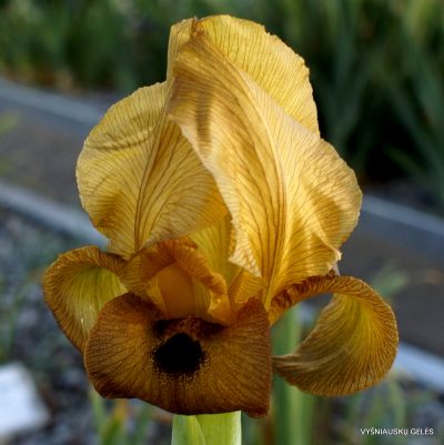 Iris auranitica (clone 2)