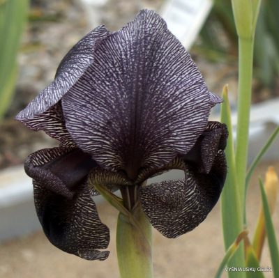 Iris cedreti (2)