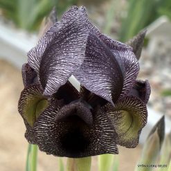Iris cedreti