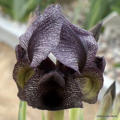 Iris cedreti