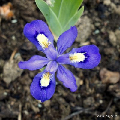 Iris cristata ‘Navy Blue Gem‘