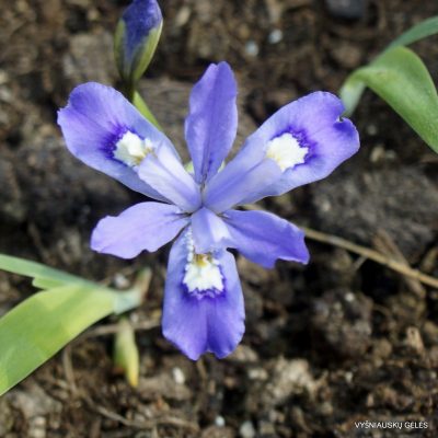 Iris cristata ‘Sam’s Mini‘ (2)