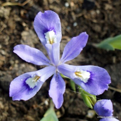 Iris cristata ‘Sam’s Mini‘