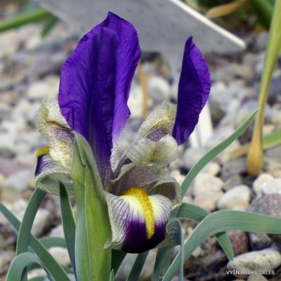 Iris ferdowsii (2)