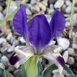 Iris ferdowsii