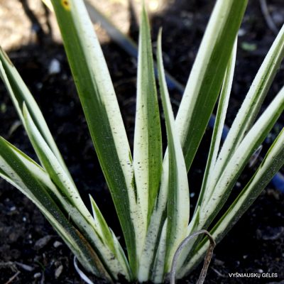 Iris foetidissima ‘Variegata‘