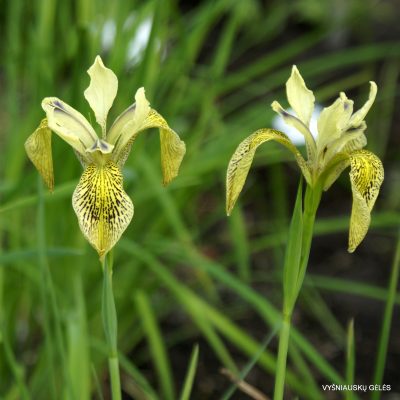 Iris forrestii (clone 3) (2)