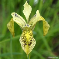 Iris forrestii (clone 3)