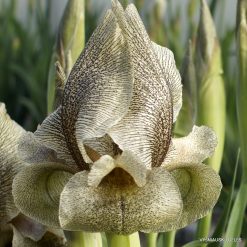 Iris gatesii (clone 3) (2)