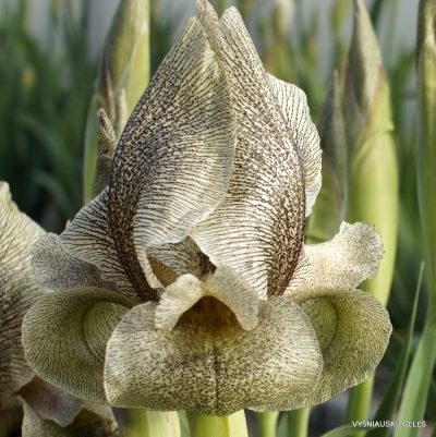 Iris gatesii (clone 3) (2)