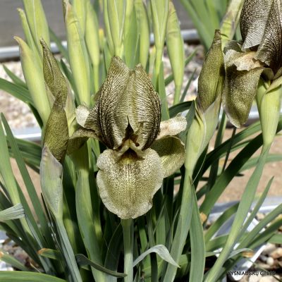 Iris gatesii (clone 3) (3)