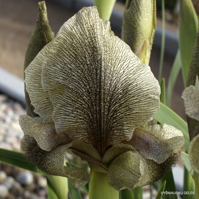 Iris gatesii (clone 3)
