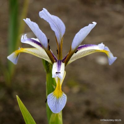 Iris halophila subsp. sogdiana (clone 2) (2) Iris halophila subsp. sogdiana (clone 2) (2)